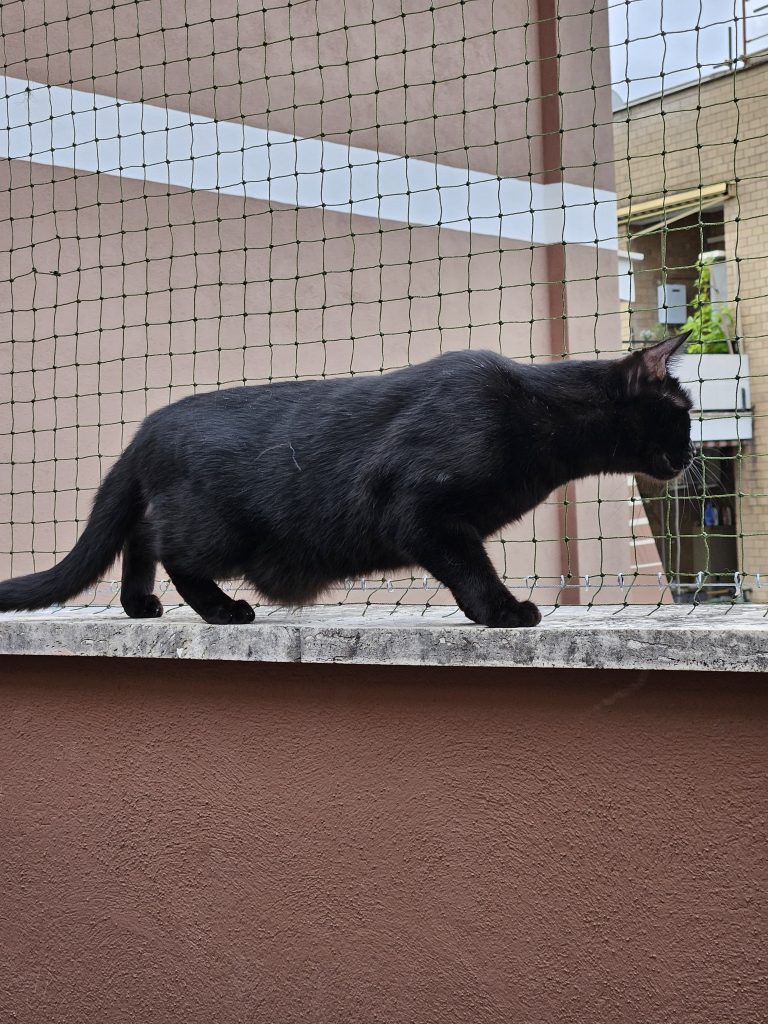 Balcone Sicuro: Reti Anticaduta per la Sicurezza dei Tuoi Gatti e Animali Domestici